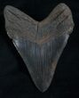 Nicely Shaped Black Megalodon Tooth #5544-2